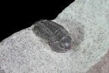Gerastos Trilobite - Jorf, Morocco #83354-2
